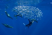 Striped marlin {Tetrapturus audax} and California sea lions {Zalophus californianus} feeding on baitball of Sardines {Sardinops sagax} off Baja California, Mexico