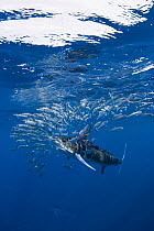 Striped marlin {Tetrapturus audax} feeding on baitball of Sardines {Sardinops sagax} off Baja California, Mexico, Digitally manipulated