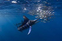 Striped marlin {Tetrapturus audax} feeding on baitball of Sardines {Sardinops sagax} off Baja California, Mexico   #4 in sequence of 7