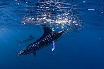 Striped marlin {Tetrapturus audax} feeding on baitball of Sardines {Sardinops sagax} off Baja California, Mexico   #5 in sequence of 7