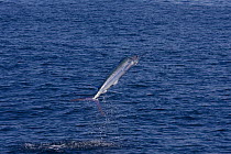 Striped marlin {Tetrapturus audax} leaping out of the water, off Baja California, Mexico