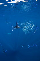 Striped marlin {Tetrapturus audax} feeding on baitball of Sardines {Sardinops sagax} off Baja California, Mexico