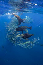 California sea lions {Zalophus californianus} feeding on baitball of Sardines / Pilchards {Sardinops sagax} off Baja California, Mexico