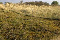 Gibralter Point NNR, area fenced off to protect it from rabbit grazing, note vegetation change, Lincolnshire Coast, UK