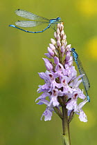 Two Azure damselfly {Coenagrion puella} on Common spotted Orchid {Dactylorhiza fuchsii} Yorkshire, UK