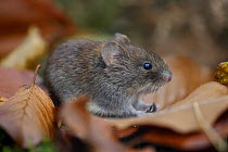 Bank vole {Clethrionomys glareolus} among autumn leaves and moss, Peak District NP, Derbyshire, UK
