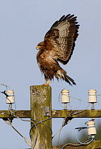 Common buzzard {Buteo buteo} wings stretched showing aggression, perched on telegraph post, UK