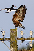 Common buzzard {Buteo buteo} wings stretched showing aggression, perched on telegraph post, Oystercatcher {Haematopus ostralegus} flying past, UK