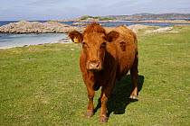 Domestic dairy cow, North Uist, Outer Hebrides, Scotland, UK