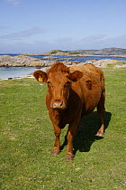 Domestic dairy cow, North Uist, Outer Hebrides, Scotland, UK