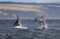 Two Bottlenose dolphins {Tursiops truncatus} leaping, Moray Firth, Scotland, UK