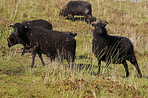 Black Hebridean sheep used to graze grassland on Gibralter Point NNR, Lincolnshire Coast, UK