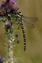 Golden-ringed dragonfly {Cordulegaster boltonii} female on thistle, Peak District NP, Derbyshire, UK