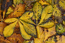 Horse chestnut leaves {Aesculus hippocastanum} fallen on ground in autumn, Derbyshire, UK
