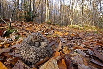 Hedgehog {Erinaceus europaeus} rolled up for defense amongst autumn leaves, Peak District NP, Derbyshire, UK