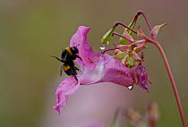 Bumble bee {Bombus sp} feeding from Himalayan Balsam flower {Impatiens glandulifera} Peak District NP, Derbyshire, UK