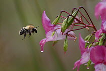 Bee {Colletes sp} flying to Himalayan balsam flower {Impatiens glandulifera} Peak District NP, Derbyshire, UK