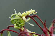 Himalayan Balsam {Impatiens glandulifera} seed pods, Peak District NP, Derbyshire, UK