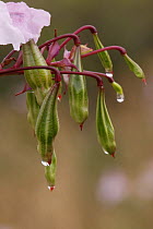 Himalayan Balsam {Impatiens glandulifera} seed pods, Peak District NP, Derbyshire, UK