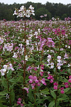 Himalayan Balsam {Impatiens glandulifera} mass of flowers, Peak District NP, Derbyshire, UK