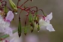 Himalayan Balsam {Impatiens glandulifera} flowers, Peak District NP, Derbyshire, UK