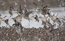 Knot {Calidris canutus} flock landing, Snettisham, Norfolk, UK