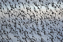 Knot {Calidris canutus} flock in flight, Snettisham, Norfolk, UK