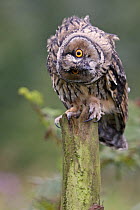 Long-eared owl {Asio otus} juvenile perched on pine stump, head tilted looking curious, UK. Captive