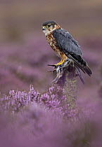 Merlin {Falco columbarius} male perched on post in purple heather with bird prey, Peak District NP, Derbyshire, UK Captive.