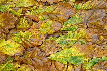 Oak leaves {Quercus robur} in leaf litter in autumn, Derbyshire, UK