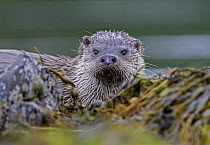 European river otter {Lutra lutra} among seaweed, Isle of Mull, Inner Hebrides, Scotland, UK