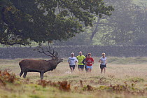 Red deer {Cervus elaphus} male calling in rut, people jogging in background, Bradgate Park, Leicestershire, UK
