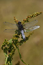 Scarce Chaser {Libellula fulva} male, UK