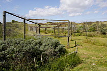 Heligoland trap for catching birds, Spurn Point, Yorkshire, UK