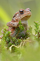 Common european toad {Bufo bufo} on moorland, UK