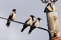 Hooded crows {Corvus cornix} three juveniles perched on telegraph wire, Isle of Mull, Inner Hebrides, Scotland, UK
