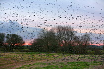 Large flock of Common starlings {Sturnus vulgaris} feeding and flying over winter stubble field, Somerset, UK, 2008