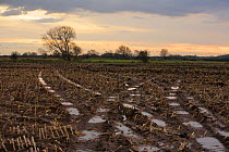 Winter stubble, maize field, Somerset, UK, 2008