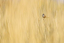 Bearded reedling / tit (Panurus biarmicus) male in reed bed, Norway. April