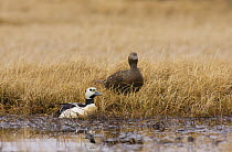 Steller's eider duck (Polysticta stelleri) pair at freshwater lake, National Petroleum Reserves, off Point Barrow, Arctic Alaska, USA