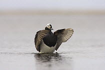 Long-tailed duck (Clangula hyemalis) male flapping wings on breeding lake off Point Barrow, National Petroleum Reserves, Arctic Alaska, USA. June
