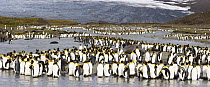 King penguin (Aptenodytes patagonicus) flock at sunrise up the river from the Heaney Glacier, St. Andrews Bay, South Georgia, Antarctica. November
