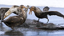 Northern giant petrel (right) {Macronectes halli} and Southern giant petrel (left) (Macronectes giganteus) fighting over a seal carcass, Gold Harbour, Southern Ocean, Antarctica. November