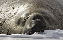 Southern elephant seal (Mirounga leonina) male resting in the wate, St. Andrews Bay, South Georgia, Antarctica. November