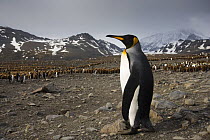 King Penguin (Aptenodytes patagonicus)  St. Andrews Bay, South Georgia, Antarctica. November
