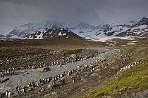 King Penguin (Aptenodytes patagonicus) colony, St. Andrews Bay, South Georgia, Antarctica. November