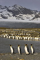 King Penguin (Aptenodytes patagonicus) adults at sunrise up the river from the Heaney Glacier, St. Andrews Bay, South Georgia, Antarctica. November