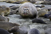 Southern elephant seal (Mirounga leonina) male protecting his harem of females on the beach, Moltke Harbour, South Georgia, Antarctica. Cub is about to be flattened. November, sequence 1/2