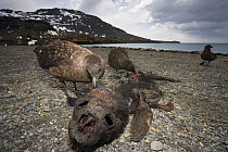 Subantarctic / Lonnberg's skua (Stercorarius antarcticus lonnbergi) feeding on Elephant seal cub carcass, Moltke Harbour, South Georgia, Antarctica. November