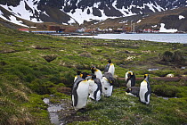 King penguin (Aptenodytes patagonicus) flock moulting, near old whaling station in Grytviken, South Georgia, Antarctica. November